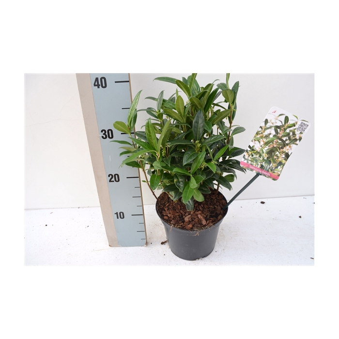 <h4>Sarcococca hookeriana humilis</h4>