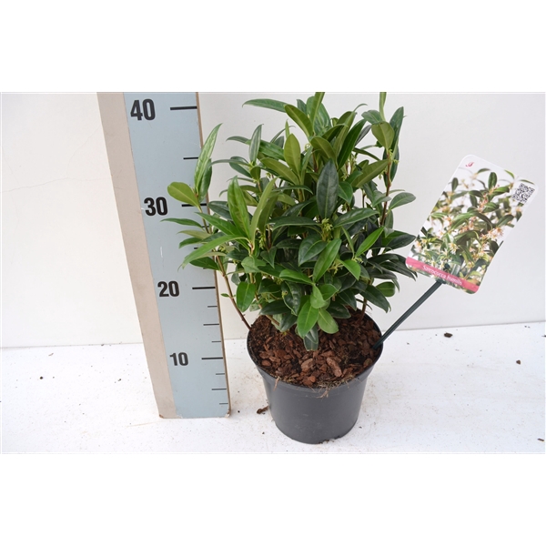 Sarcococca hookeriana humilis