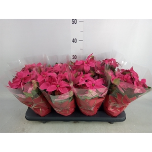 Euphorbia pulc. 'Princ Hot Pink'