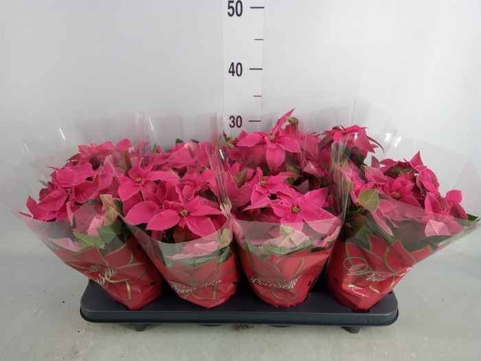 <h4>Euphorbia pulc. 'Princ Hot Pink'</h4>