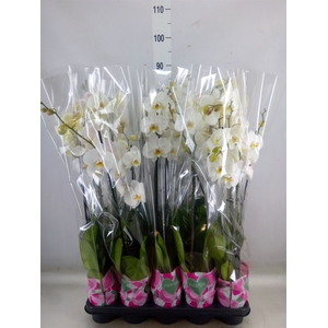 Phalaenopsis   ...white