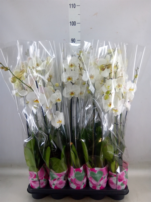 <h4>Phalaenopsis   ...white</h4>