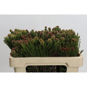 Kaaps Groen Brunia Fragarioides (Clusterstar)