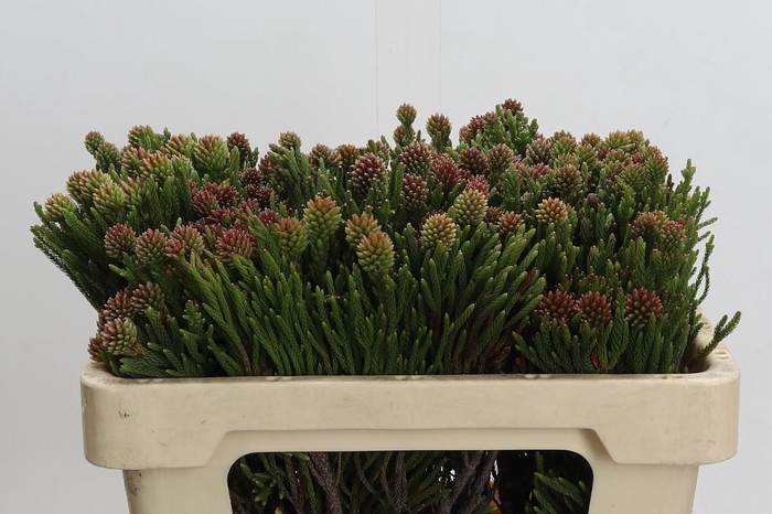 <h4>Kaaps Groen Brunia Fragarioides (Clusterstar)</h4>