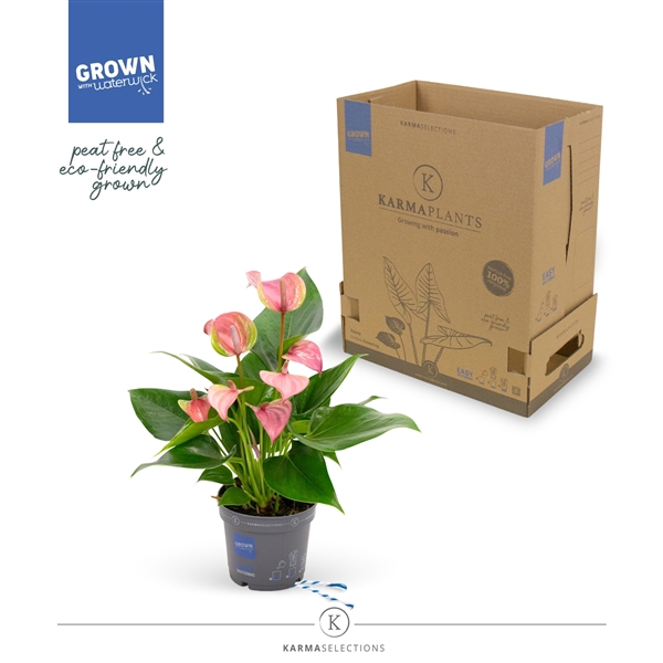 <h4>Mimesis Anthurium KARMA Joli - 9cm</h4>