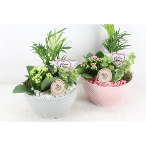 arr2 PL - Ker. lazaro schaal x3 - roze/wit