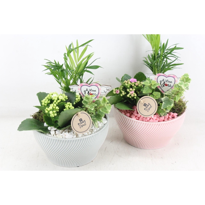 <h4>Arr2 Pl - Ker. Lazaro Schaal X3 - Roze/wit</h4>