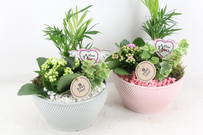 <h4>arr2 PL - Ker. lazaro schaal x3 - roze/wit</h4>