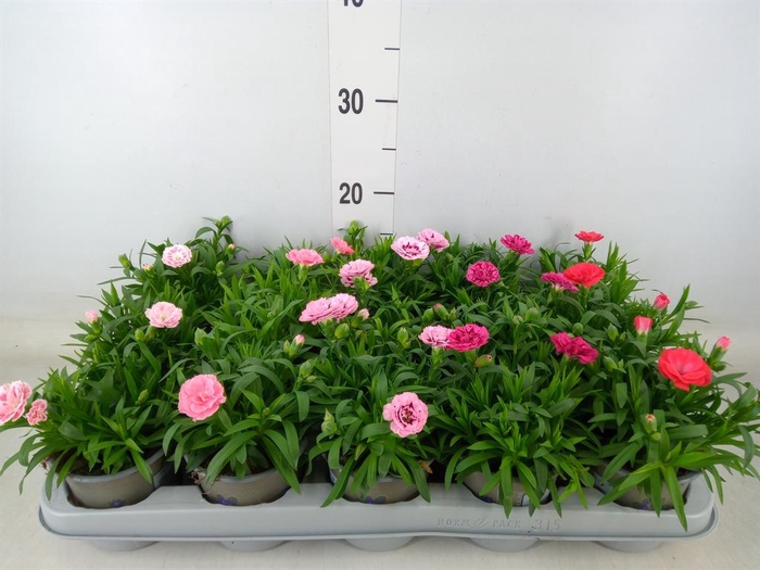 <h4>Dianthus 'Oscar' ...mix</h4>