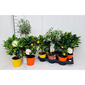 Algarve Mix Citrus & Olea on stem
