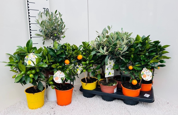 <h4>Algarve Mix Citrus & Olea on stem</h4>
