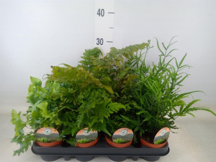 <h4>Ferns   ...mix</h4>