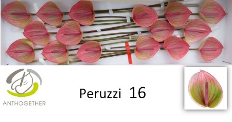 <h4>Anthurium Peruzzi</h4>