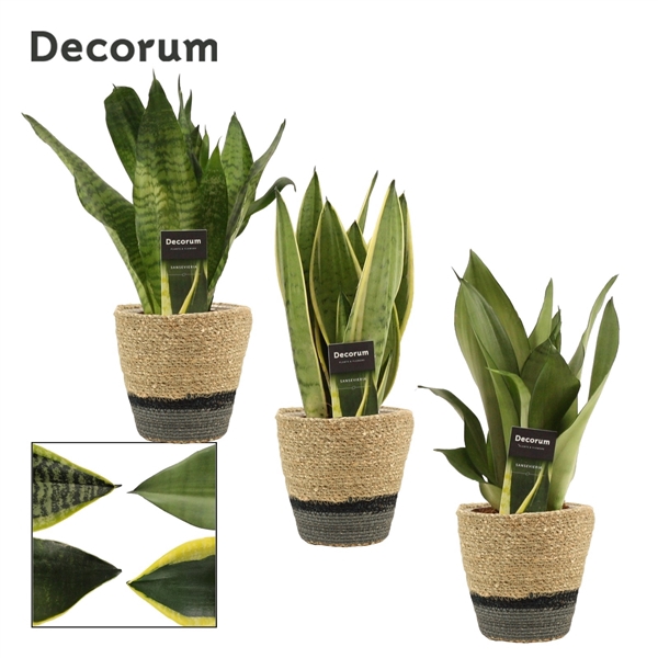 <h4>Sansevieria Super mix 12 cm in Hanoi mand grijs (Deco-collect.)</h4>