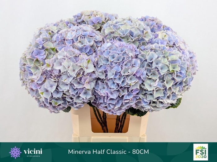 <h4>HYDR M MY MINERVA CL</h4>