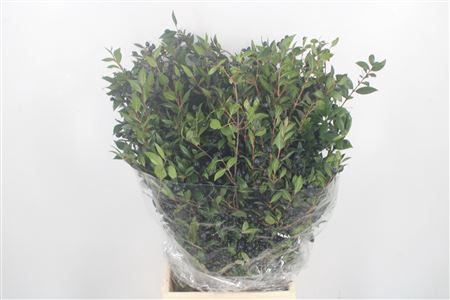 <h4>Myrthe Berry Per Bunch 250 Gram</h4>