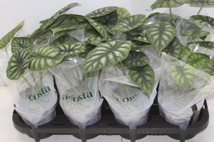 <h4>ALOCASIA DRAGON SCALE P12</h4>