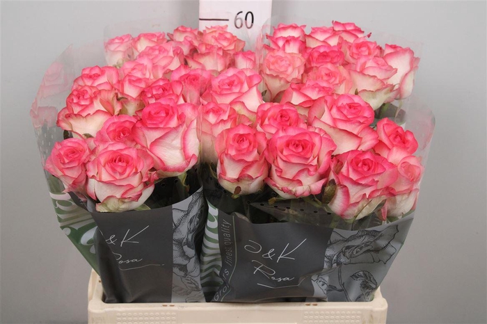 <h4>R Gr Jumilia</h4>