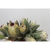 Protea Barbigera Ice Queen Air