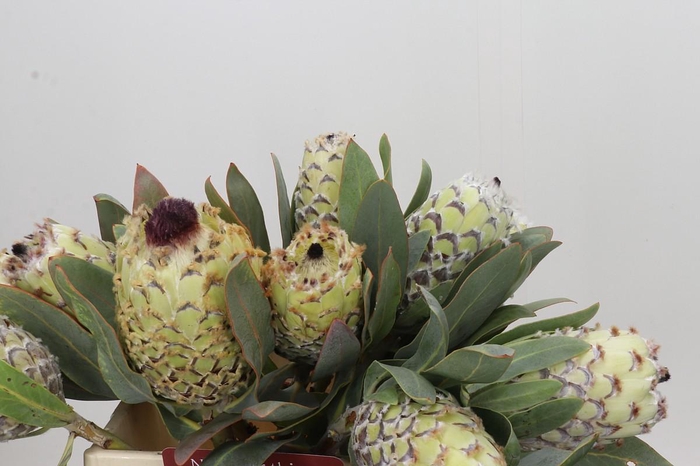 Protea Barbigera Ice Queen Air