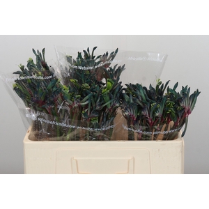 Anigozanthos Celebrations Firework
