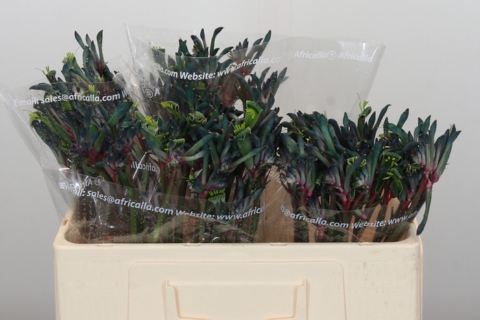 Anigozanthos Celebrations Firework