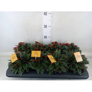 Peperomia caperata 'Rosso'