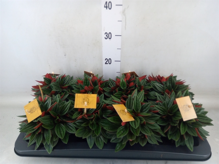 <h4>Peperomia caperata 'Rosso'</h4>