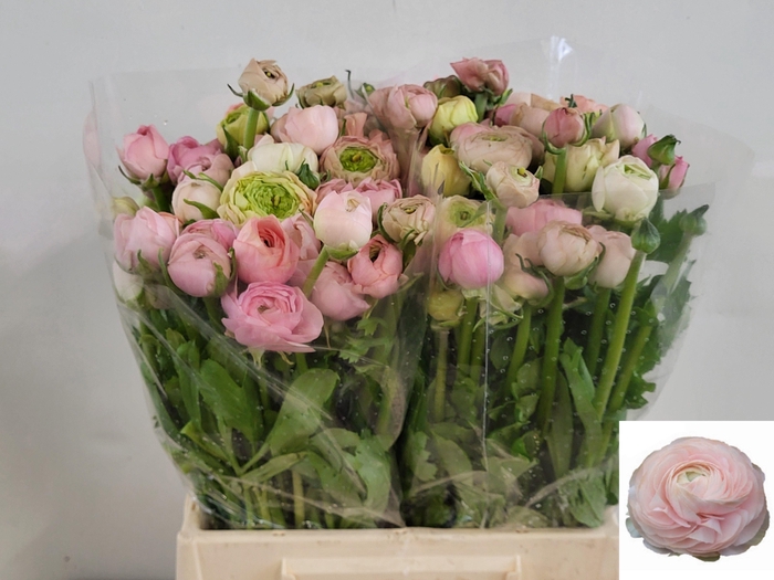 <h4>RAN EL PASTEL PINK</h4>