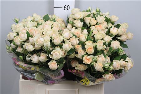 <h4>R Tr Sancerre</h4>