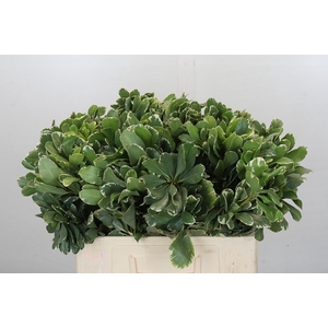 Pittosporum Ilan