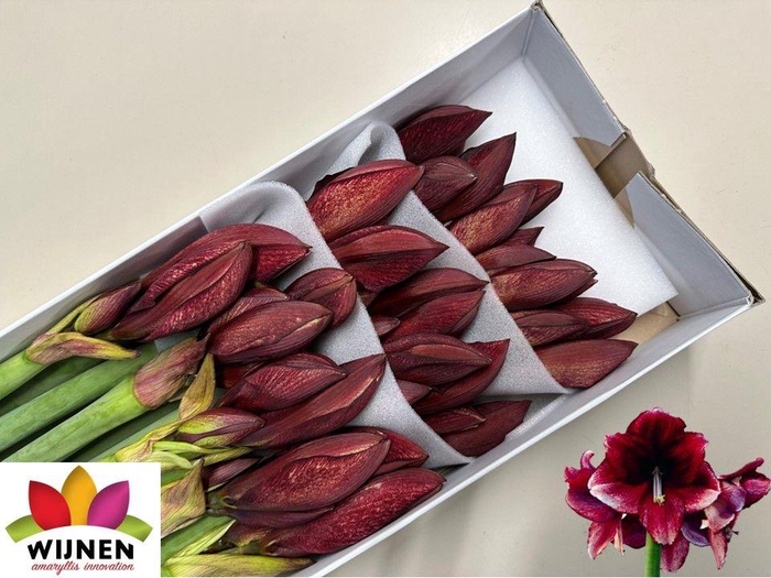 <h4>HIPP GA DAPHNE</h4>