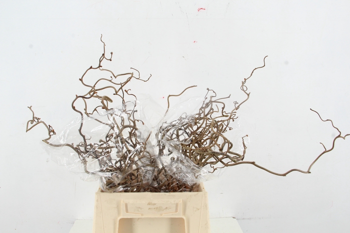 <h4>CORYL AV CONTORTA 2 JARIG 050CM</h4>