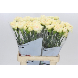 Dianthus St Happy Tea