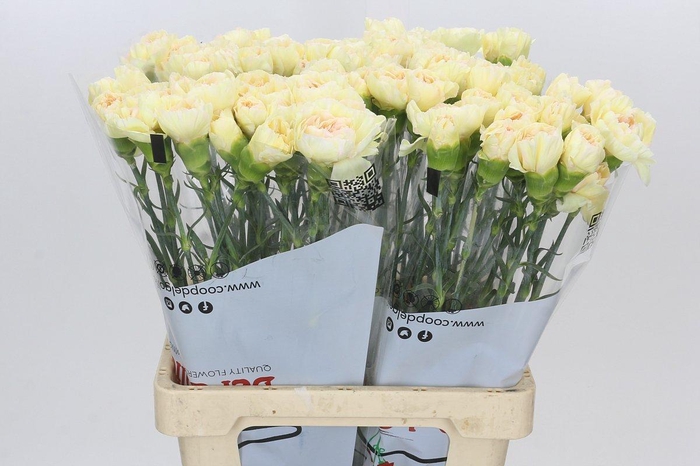 <h4>Dianthus St Happy Tea</h4>