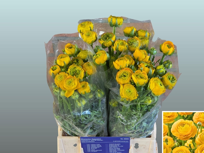 <h4>RAN AAZUR YELLOW</h4>