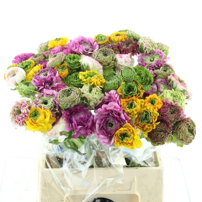 <h4>Ran Ponpon Mix Extra</h4>