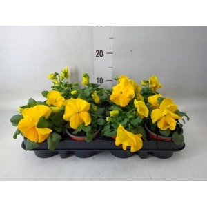 Viola wr. 'Matrix Yellow'