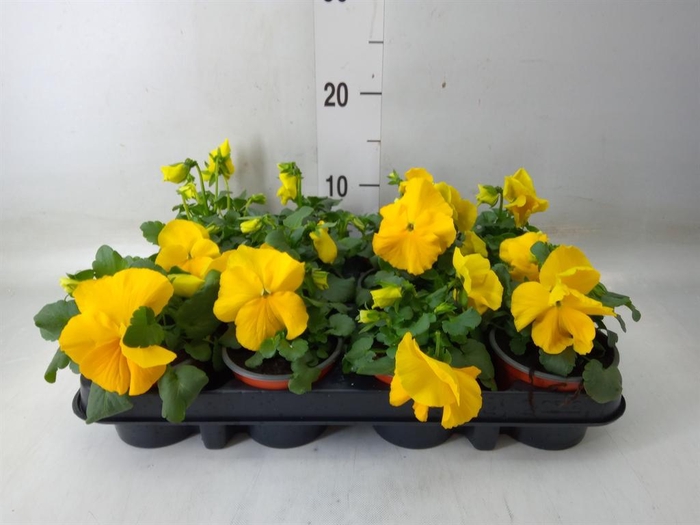 <h4>Viola wr. 'Matrix Yellow'</h4>
