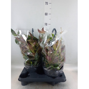 Aeschynanthus marmoratus