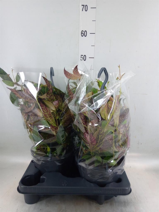 <h4>Aeschynanthus marmoratus</h4>