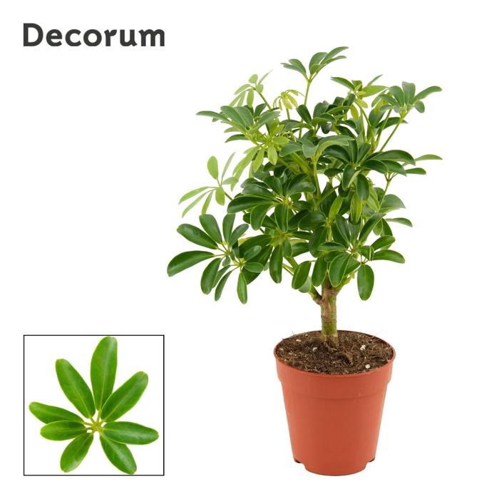 <h4>Schefflera Arboricola Luseana op stam 9 cm (Decorum)</h4>