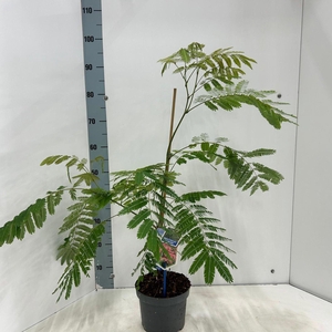 Albizia julibrissin