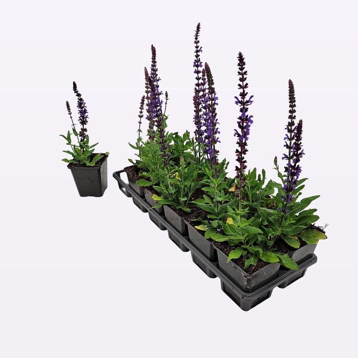 <h4>Salvia Nemorosa 'Sensation Deep Blue'</h4>