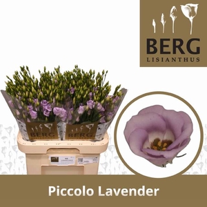 EUS E PICCO LAVENDER