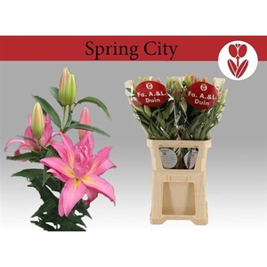 Li Or Du Spring City