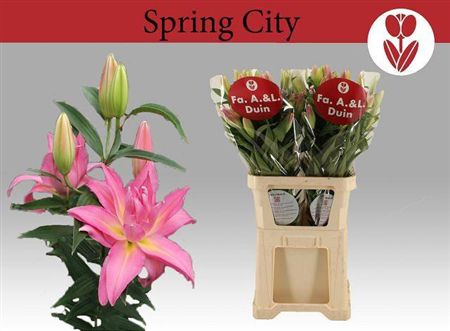 <h4>Li Or Du Spring City</h4>