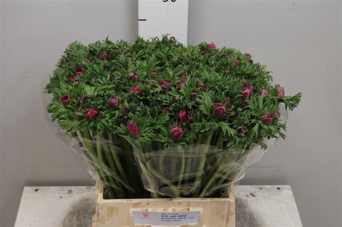 <h4>Anem Co Mar Orchid</h4>