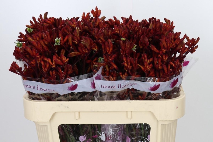 <h4>Anigozanthos Early Spring</h4>