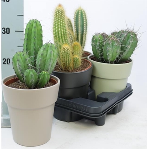 CACTUS OV
